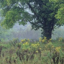 Схема вышивки «Туманное утро»