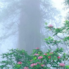 Схема вышивки «Цветущий куст»