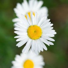 Схема вышивки «3 ромашки»