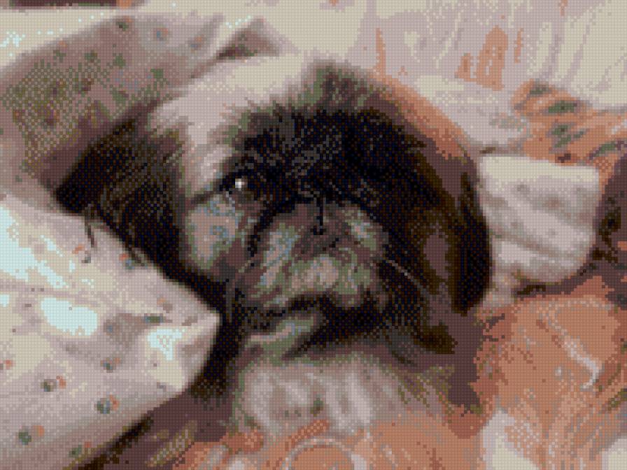 Клёпа - dog, собаки - предпросмотр