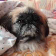 Схема вышивки «Клёпа»