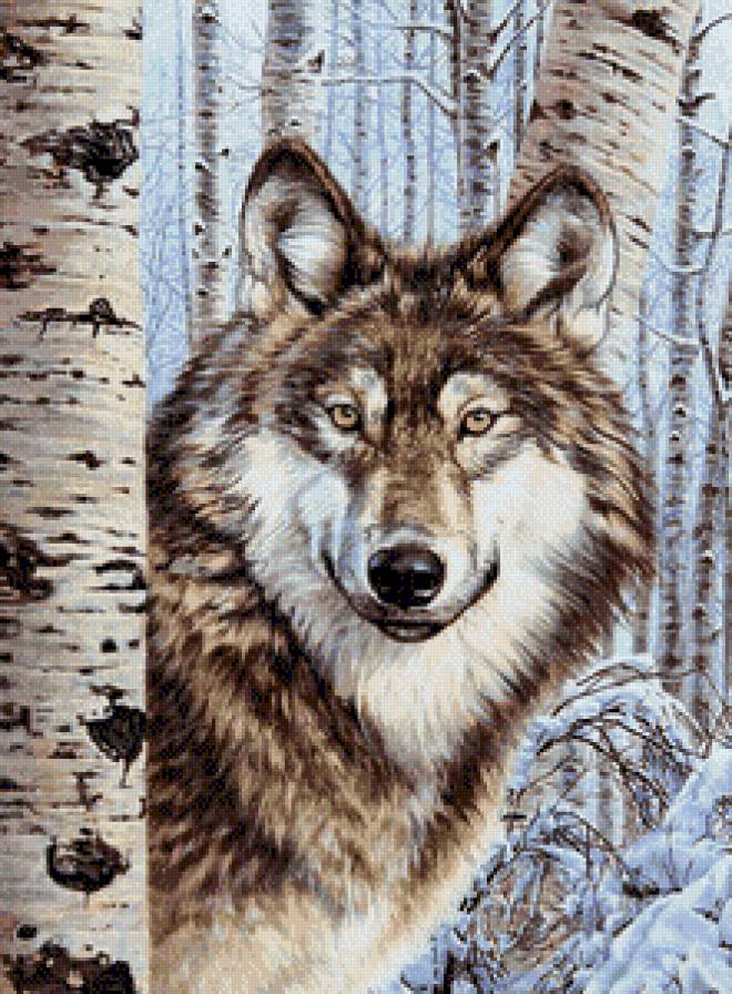 Волк - снег, животные, зима - предпросмотр