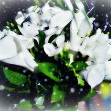 Схема вышивки «Каллы»