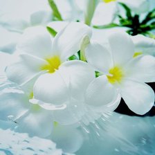 Схема вышивки «плюмерии»