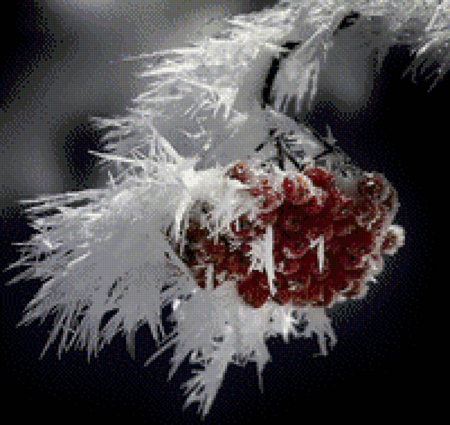 рябина - предпросмотр