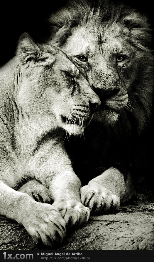лев и львица - оригинал