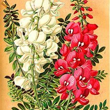 Схема вышивки «цветы»