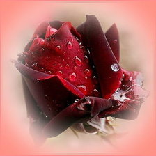 Схема вышивки «роза»