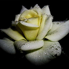 Схема вышивки «роза»