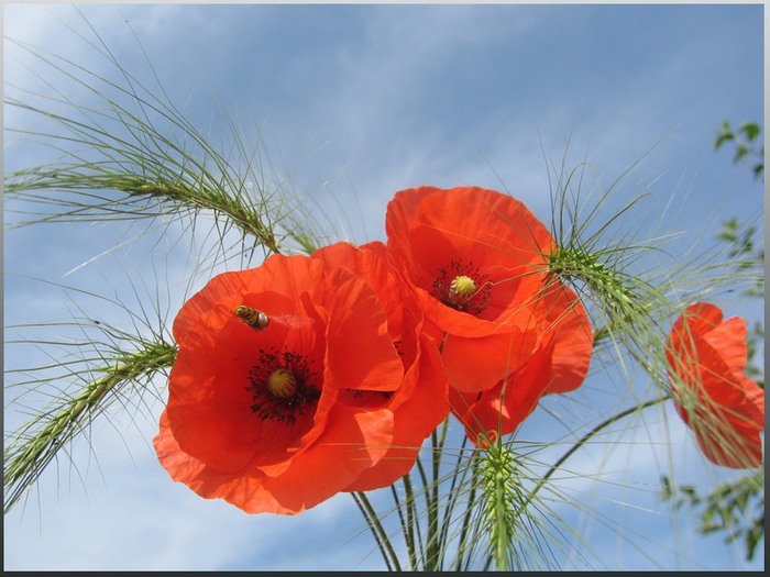 маки - цветы, маки - оригинал