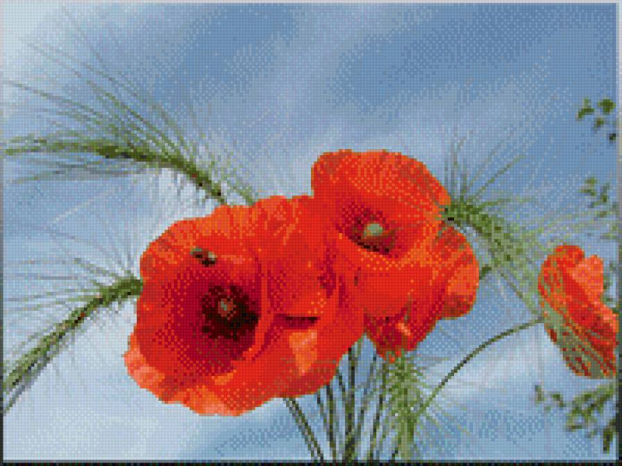 маки - маки, цветы - предпросмотр