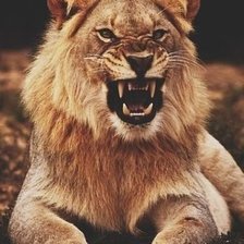 Схема вышивки «лев2»