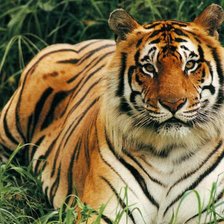 Схема вышивки «Тигр»