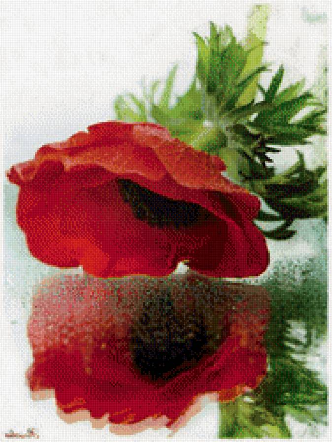 мак - цветок, цветы, маки - предпросмотр