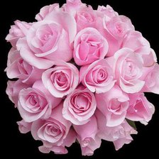 Схема вышивки «Розовое чудо»