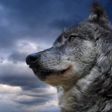 Схема вышивки «волк»