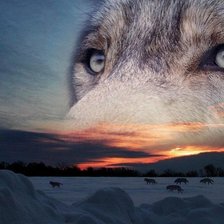 Схема вышивки «волк»