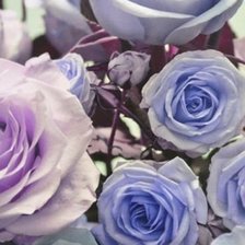 Схема вышивки «№547075»