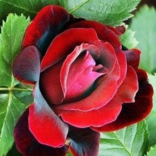 Схема вышивки «№547092»