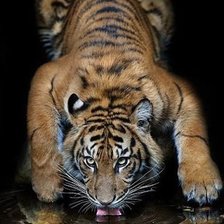 Схема вышивки «№547098»