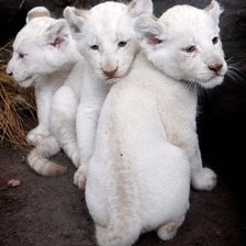 Схема вышивки «Львята»