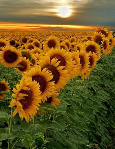 №547193 - подсолнухи, поле - оригинал