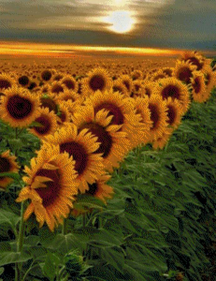 №547193 - поле, подсолнухи - предпросмотр