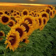 Схема вышивки «№547193»