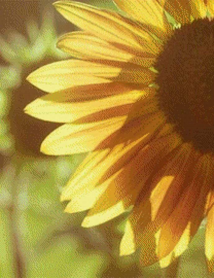 №547197 - подсолнух - предпросмотр