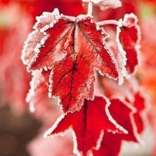 Схема вышивки «Красный лист»