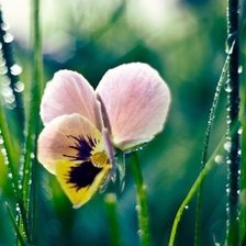 Схема вышивки «№547281»