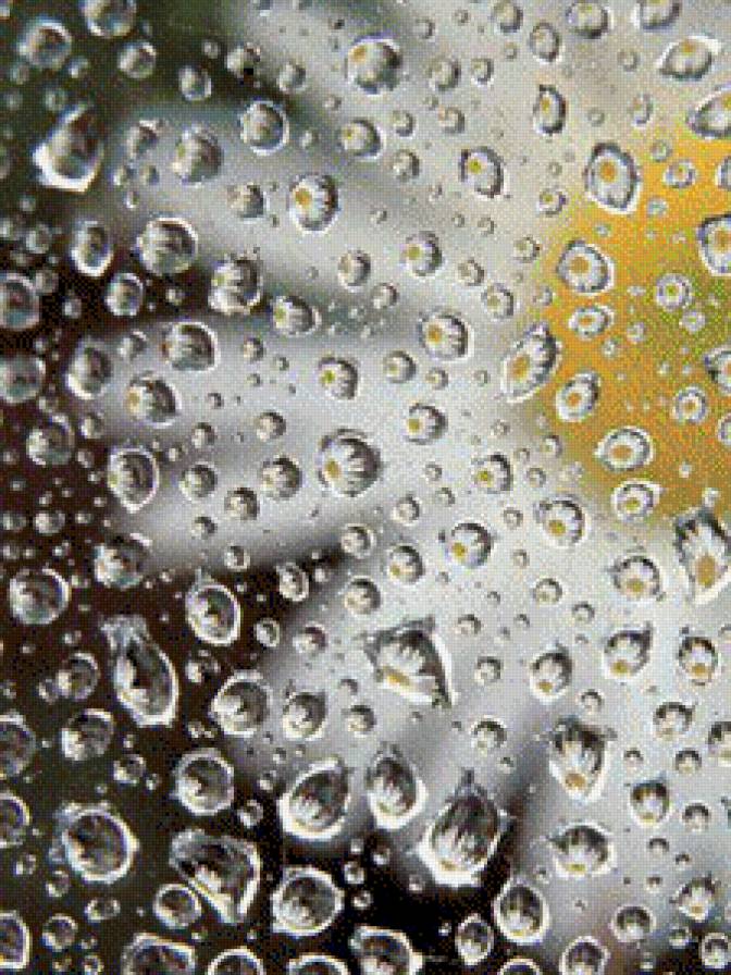 №547390 - капли, ромашка - предпросмотр