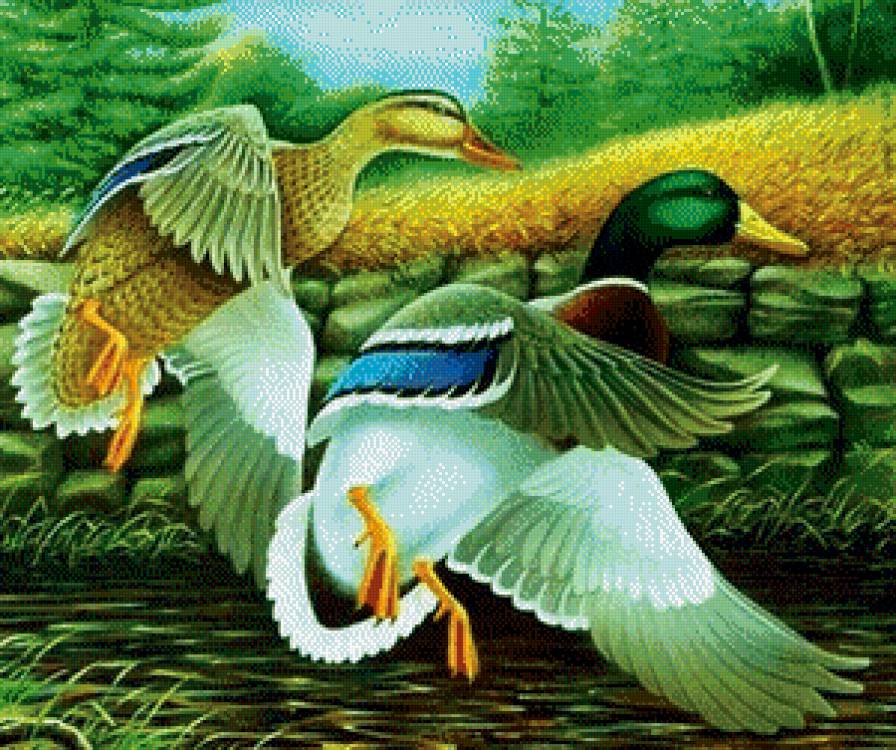 №547674 - животные, птицы - предпросмотр