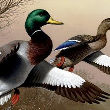 Схема вышивки «№547685»