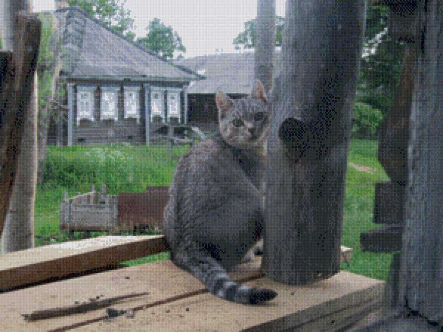 Моя деревня - лето, кошка, деревня, дом - предпросмотр