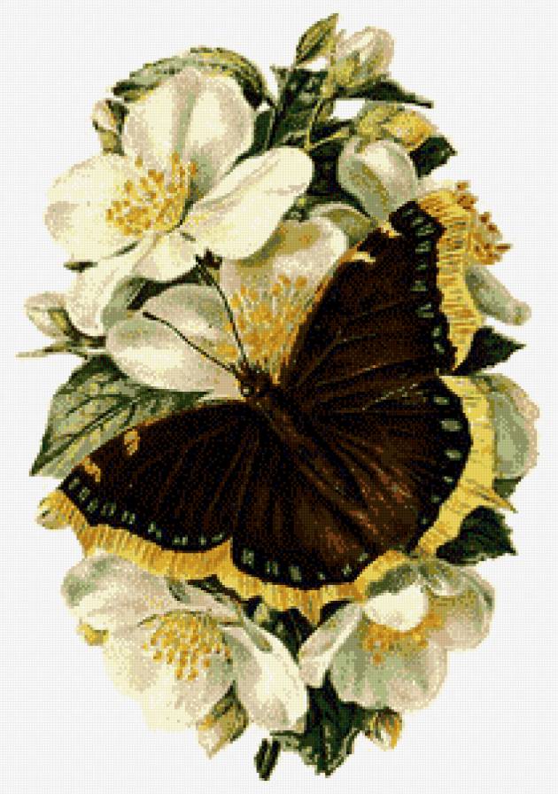 бабочка на цветке - цветы, темная, бабочка, жасмин - предпросмотр