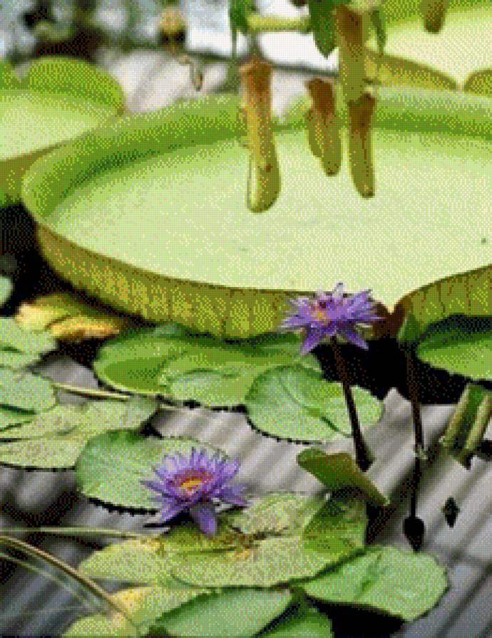 Цветы на воде - вода, цветы - предпросмотр