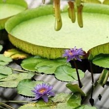 Цветы на воде