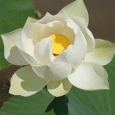 Схема вышивки «Белая кувшинка»