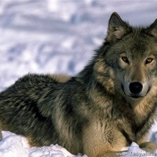 Схема вышивки «волк»