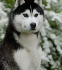 Схема вышивки «собака»