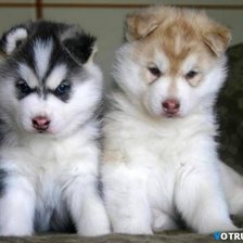 Схема вышивки «щенки»