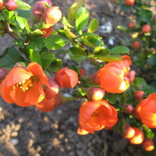 Схема вышивки «Японская айва»