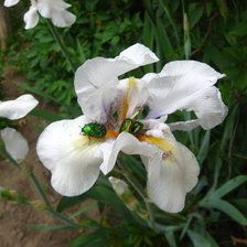 Схема вышивки «Ирисы»