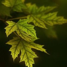 Схема вышивки «№548320»