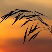 Схема вышивки «Колос»