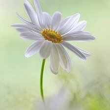 Схема вышивки «Ромашки»