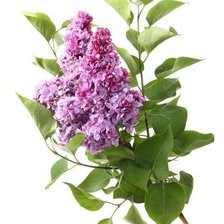 Схема вышивки «сирень»