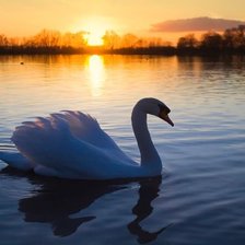 Схема вышивки «Лебедь на закате»