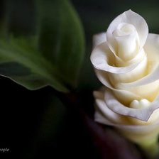 Схема вышивки «цветок»